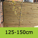 Amelanchier Lamarckii 125-150cm single stem.